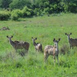 Kudu