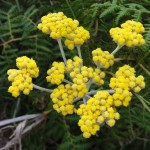 Flowers on the mountain hike