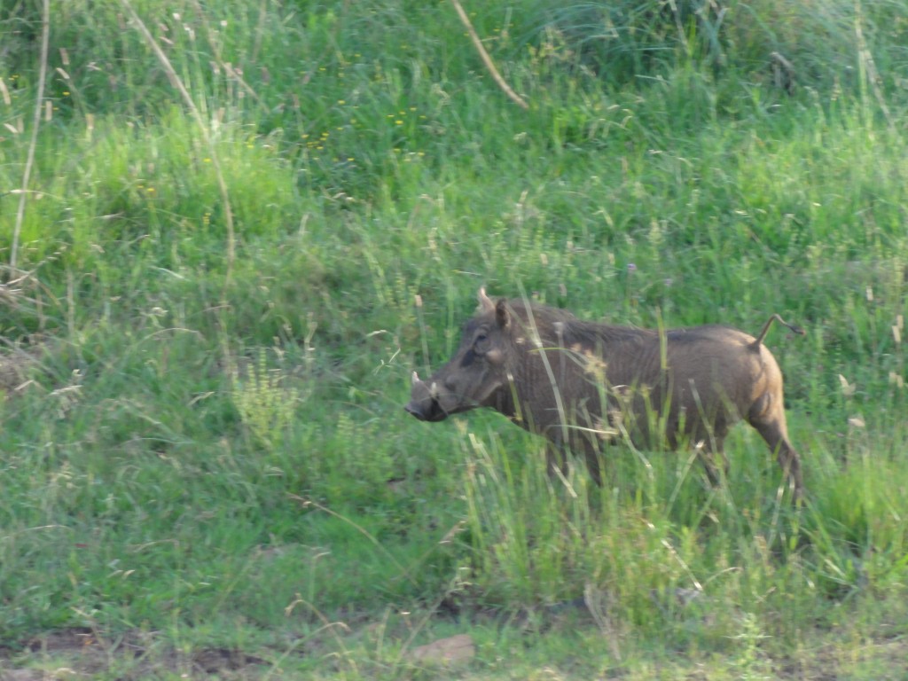 Warthog