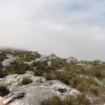 Fynbos