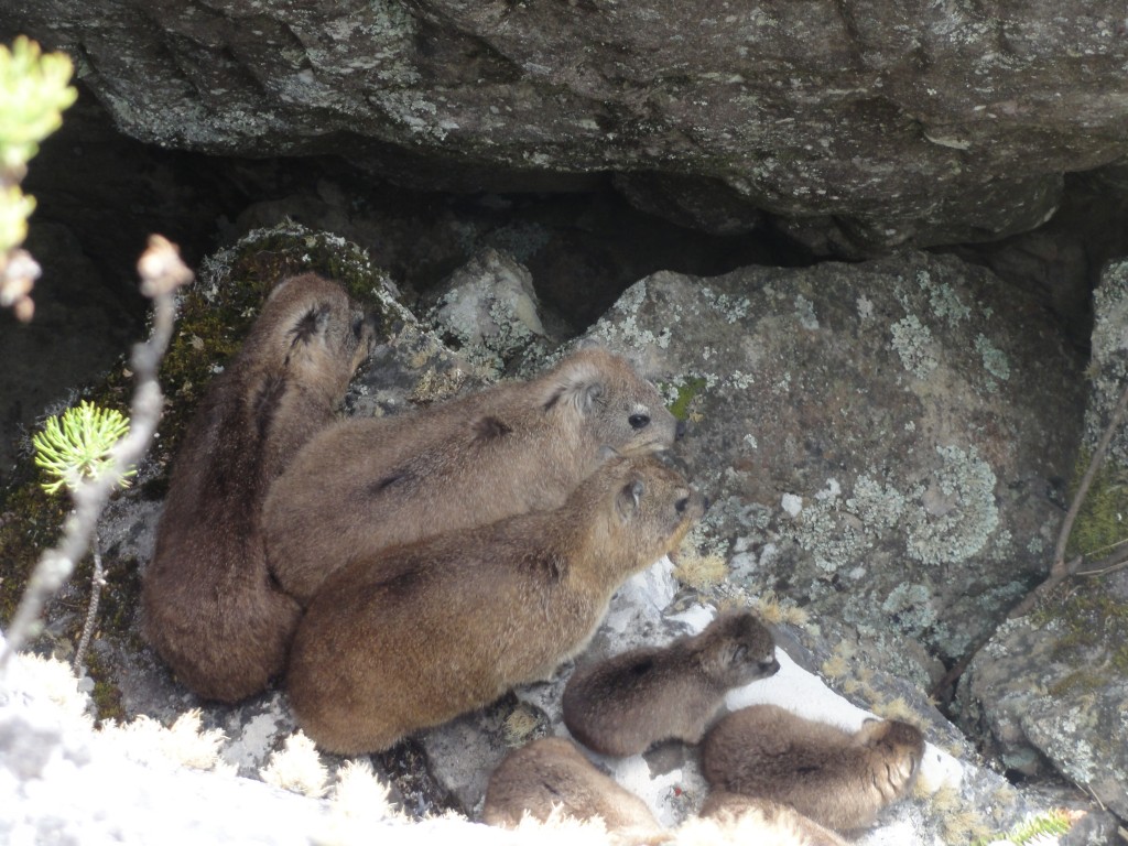 Dassies