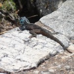 Agama