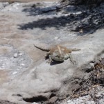 Agama