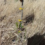Vine grafted onto the American root stock
