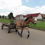 Horse and cart passing through the village