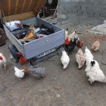 The chickens seem to be interested in the tools trailer